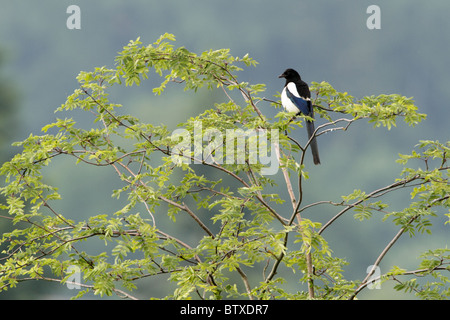 Gazza (Pica pica) arroccato in Robinia tree, Germania Foto Stock
