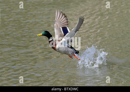 Il germano reale (Anas platyrhynchos), Drake in volo di decollare dal lago, Germania Foto Stock