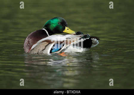 Il germano reale (Anas platyrhynchos), Drake bagno nel lago, Germania Foto Stock