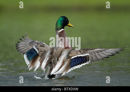 Il germano reale (Anas platyrhynchos), in lago di sbattimento ali e visualizzazione, Germania Foto Stock