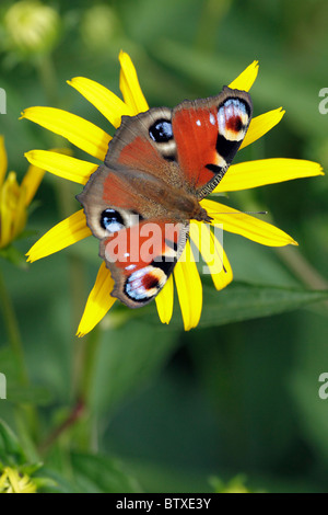 Farfalla pavone ( Inachis io), alimentando il fiore Rudbekia, Germania Foto Stock