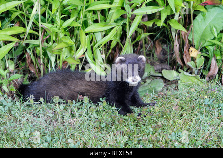 Polecat (Mustela putorius), giovane animale in giardino, Germania Foto Stock