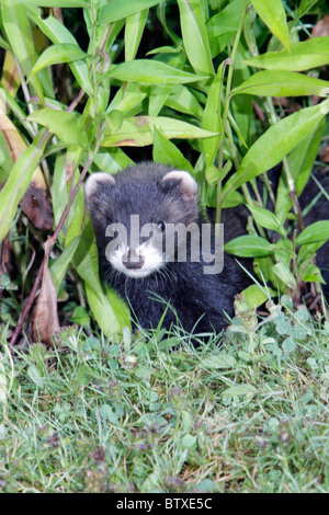 Polecat (Mustela putorius), giovane animale in giardino, Germania Foto Stock