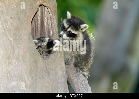 Raccoon (Procione lotor), due animali per bambini a giocare a den ingresso, Germania Foto Stock