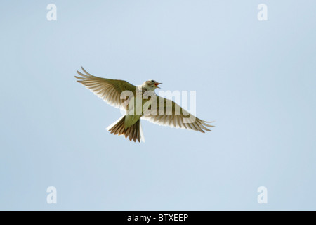 Allodola Alauda (arvense), il canto sul parafango, Germania Foto Stock