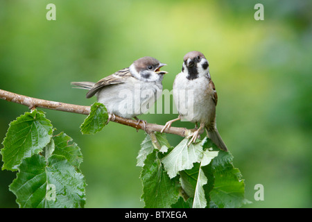 Tree Sparrow (Passer montanus), giovane bird Elemosinare il cibo dal genitore, Germania Foto Stock