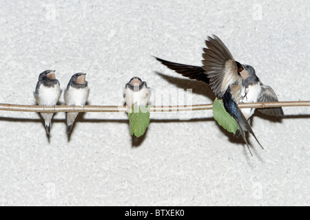 Barn Swallow (Hirundo rustica), fledgelings seduto su stick, essendo alimentato dalla casa madre uccello in volo, Germania Foto Stock