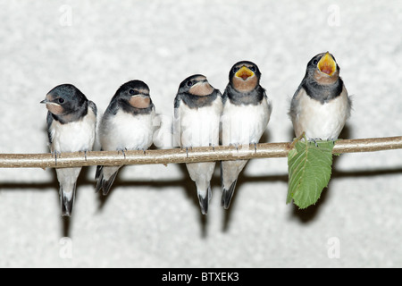 Barn Swallow (Hirundo rustica), fledgelings seduto su stick Elemosinare il cibo, Germania Foto Stock