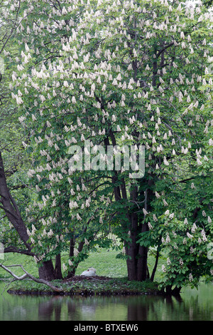 Cigno (Cygnus olor), nesting sotto la fioritura del castagno, primavera, Germania Foto Stock
