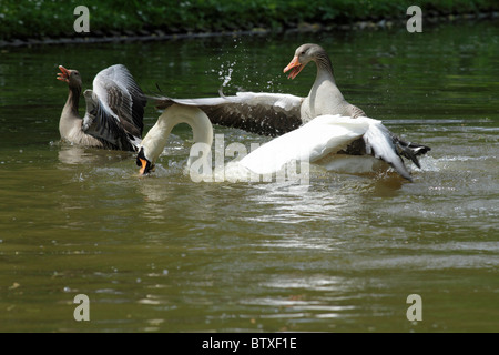 Graylag Goose (Anser anser), genitore uccelli di attaccare e difendere la loro gosling dagli aggressivi Cigno (Cygnus olor), Germania Foto Stock