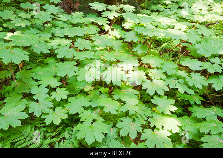 'Devil's Club' , Oplopanax horridus, a Giant Cedars Boardwalk Trail, Mount Revelstoke National Park, BC, Canada Foto Stock