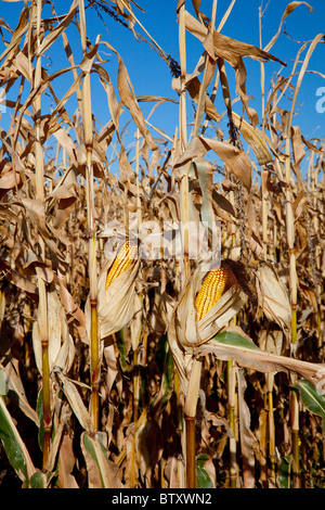Alimentazione mature stocchi mais e le pannocchie in un campo nei pressi di Winkler, Manitoba, Canada. Foto Stock