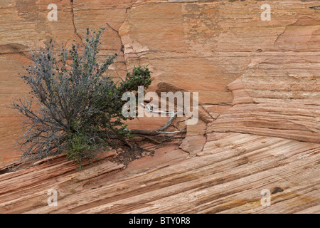 Zion National Park - Utah - USA - Mostra cross-bedded strati in arenaria Foto Stock