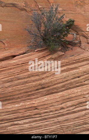 Zion National Park - Utah - USA - Mostra cross-bedded strati in arenaria Foto Stock