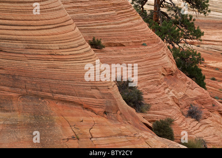 Zion National Park - Utah - USA - Mostra cross-bedded strati in arenaria Foto Stock