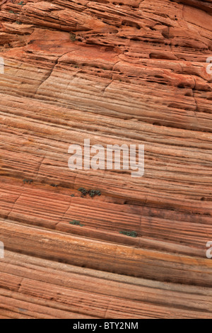 Zion National Park - Utah - USA - Mostra cross-bedded strati in arenaria Foto Stock