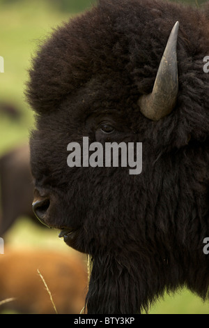 I bisonti americani (Bison bison) Wyoming - Maschio in rut - comunemente chiamato buffalo Foto Stock