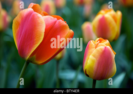 Apeldoorn' s Elite tulipani a Keukenhof a Lisse Paesi Bassi. Tipo di fiore: Darwin ibrido tulip, Apeldoorn' s Elite Foto Stock