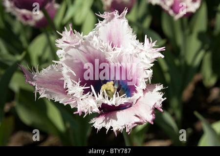 Cummins tulipani in tulip giardino Keukenhof a Lisse Paesi Bassi. Tipo di fiore: orlate tulip Nome: Cummins Foto Stock