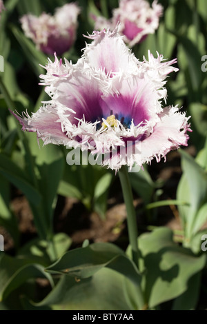 Cummins tulipani in tulip giardino Keukenhof a Lisse Paesi Bassi. Tipo di fiore: orlate tulip Nome: Cummins Foto Stock