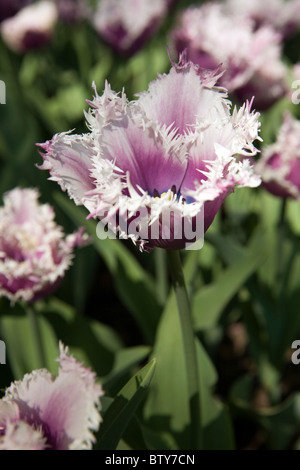 Cummins tulipani in tulip giardino Keukenhof a Lisse Paesi Bassi. Tipo di fiore: orlate tulip Nome: Cummins Foto Stock