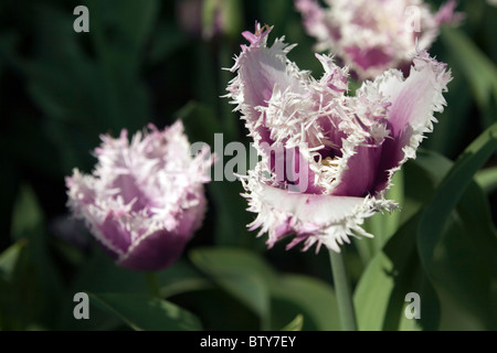 Cummins tulipani in tulip giardino Keukenhof a Lisse Paesi Bassi. Tipo di fiore: orlate tulip Nome: Cummins Foto Stock