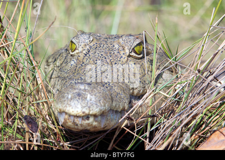 Coccodrillo DEL NILO ( Crocodylus niloticus ) Saadani National Park in Tanzania Foto Stock