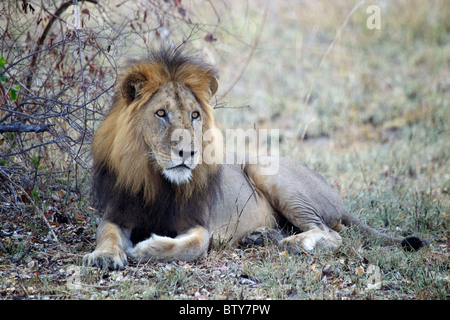 Maschio di leone africano ( Panthera Leo ) Saadani National Park in Tanzania Foto Stock