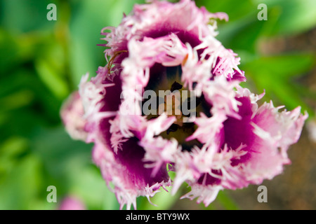 Cummins tulipani a Keukenhof a Lisse Paesi Bassi. Tipo di fiore: orlate tulip Nome: Cummins Foto Stock