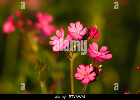 Red Campion silene dioica Foto Stock