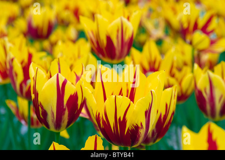 Mickey Mouse tulipani a Keukenhof a Lisse Paesi Bassi. Tipo di fiore: tulip, Singolo Inizio Nome: Mickey Mouse Foto Stock