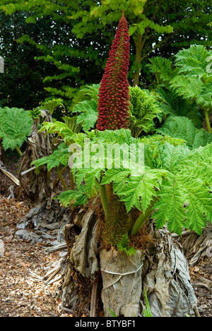 GUNNERA MANICATA Foto Stock