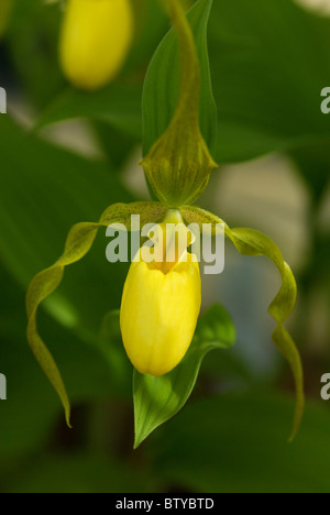 CYPRIPEDIUM PARVIFLORUM PUBESCENS grande giallo signora pantofola Foto Stock