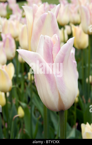 Elegante signora tulipani a Keukenhof a Lisse Paesi Bassi. Tipo di fiore: giglio fiorito nome tulip: elegante signora Foto Stock