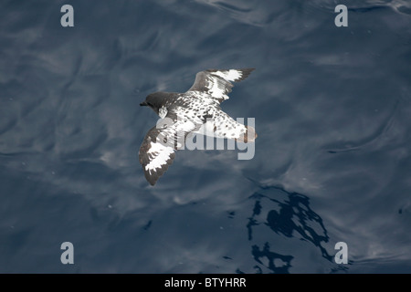 Un screziato petrel in volo sopra il livello del mare Foto Stock