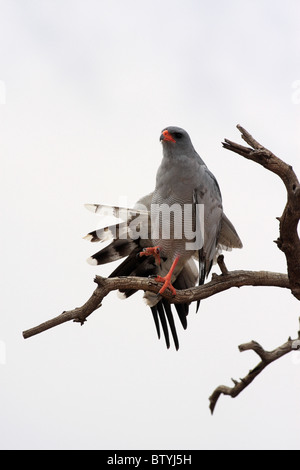 Un falco strecthing le sue ali mentre appollaiato in un albero morto Foto Stock