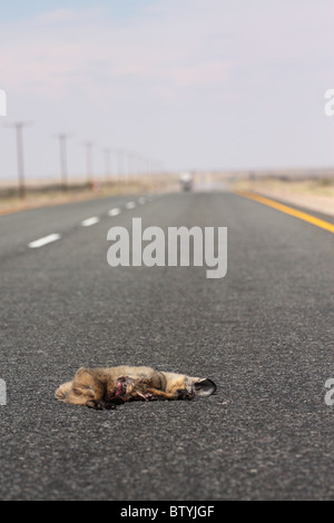 Un bat eared Fox è la posa di morti in strada dopo essere stato ucciso da un'auto. Foto Stock
