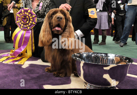 113annuale di Westminster Kennel Club Dog Show Foto Stock