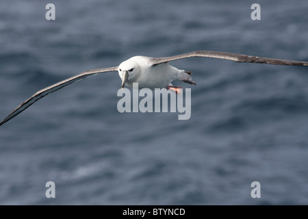 Timido albatross in volo sopra il livello del mare Foto Stock