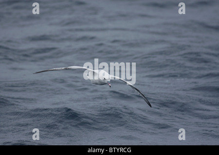 Southern fulmar volando sul mare Foto Stock