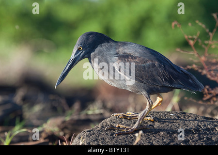 Airone di lava, James Bay, Stantiago isola, isole Galapagos, Ecuador. Foto Stock