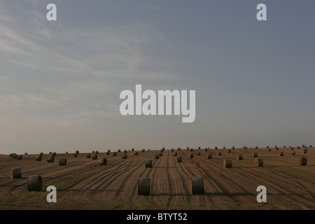 Raccolte di campi di grano vicino Pusey nel Wiltshire, Regno Unito; Inghilterra Foto Stock