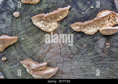 Funghi di legno su un sfondo a snodo Foto Stock