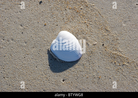 Una conchiglia si trova su un incontaminato Atlantic Beach Foto Stock
