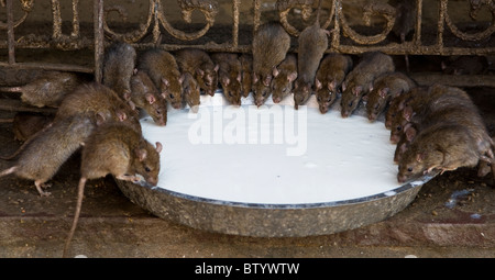 Ratti santo bere latte presso l'unico Karni Mata Temple a Deshnok, Rajasthan. Foto Stock