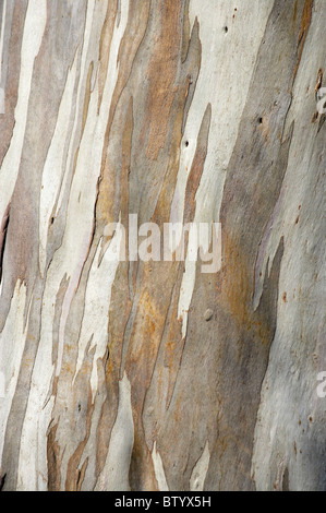 Corteccia di albero di gomma, Dunedin, Otago, Isola del Sud, Nuova Zelanda Foto Stock