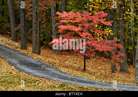 Autunno Sanguinello sul piccolo vicolo di Floyd County in Indiana Foto Stock