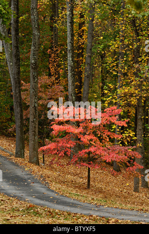 Autunno Sanguinello sul piccolo vicolo di Floyd County in Indiana Foto Stock