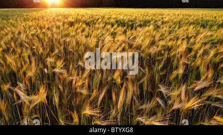 Tramonto su un dorato campo di grano. Foto Stock