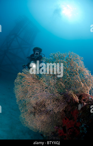 Sommozzatore guardando il mare gorgonia ventola, reef artificiale struttura conformata come una torre in background, seaventures, Sabah, Malaysia Foto Stock